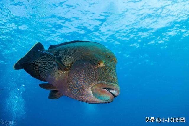 神奇海洋7.18今日答案，寿命最长的珊瑚鱼类，你知道是哪种鱼吗
