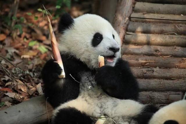 蛋仔派对熊猫保育员皮肤怎么获取