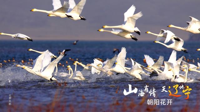 山海朝阳花采集攻略