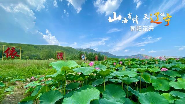 山海朝阳花采集攻略