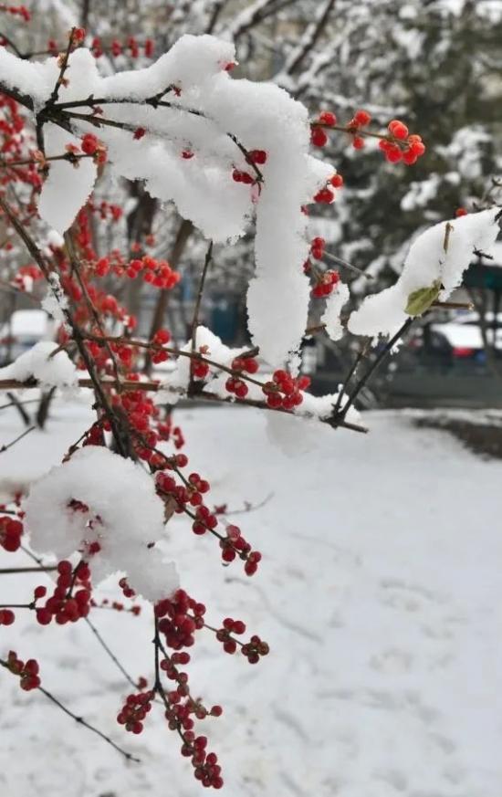 冬日初雪暖绒相伴活动