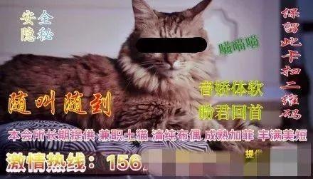 天下手游豚豚怎么培养