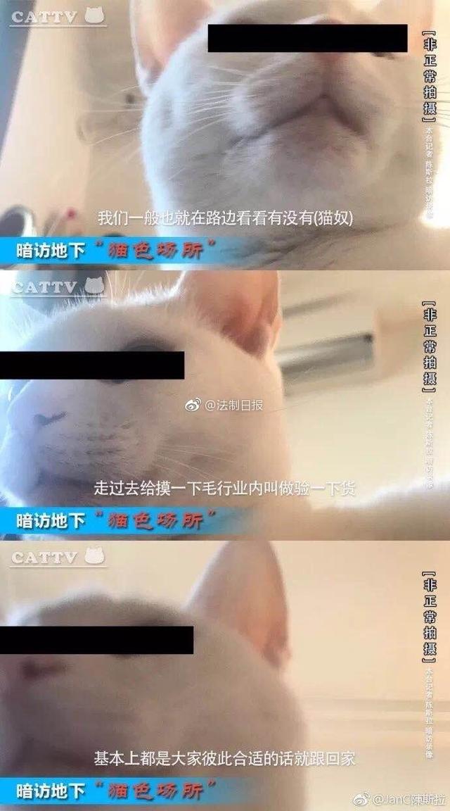 天下手游豚豚怎么培养