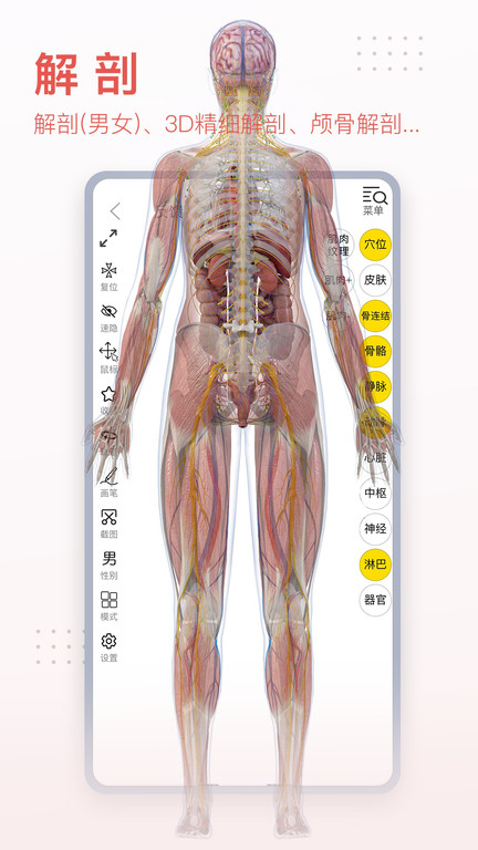 3dbody解剖图下载