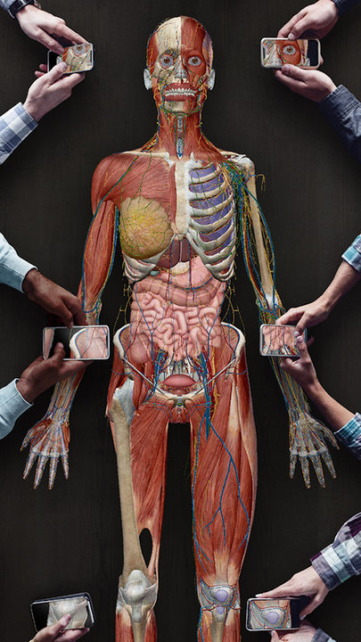 3D人体解剖下载